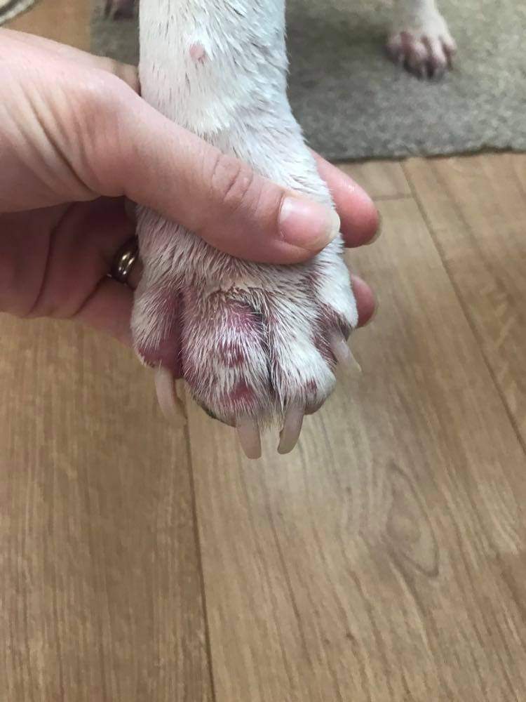 Babe with poorly paw!