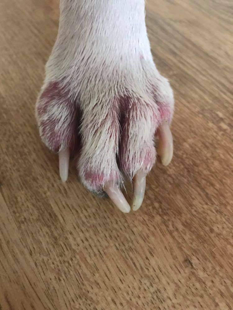 Animal Reiki - Babe's paw with skin complaint