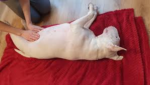 Babe (dog) receiving Reiki treatment from Reiki Master Lyndsey