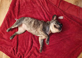 Dolcie being treated by Lyndsey from HM Reiki Holistic healing